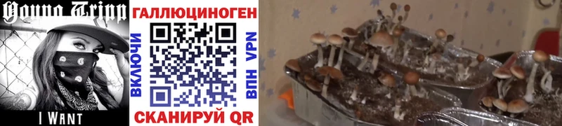 Псилоцибиновые грибы мицелий  ОМГ ОМГ сайт  Углегорск  наркотики 